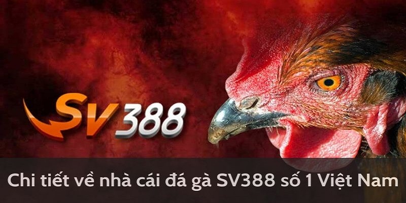 Ưu điểm đá gà SV388